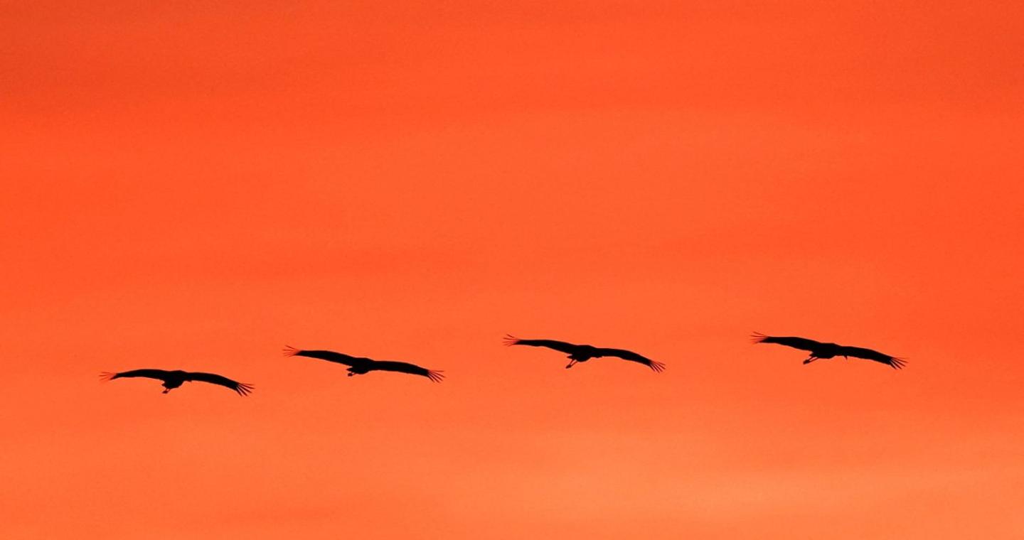 Δεύτερος θάνατος στις ΗΠΑ από την γρίπη των πτηνών