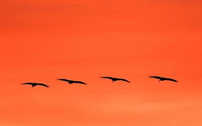 Συναγερμός στις ΗΠΑ: Θάνατος από σπάνια γρίπη των πτηνών – Τι πρέπει να ξέρετε