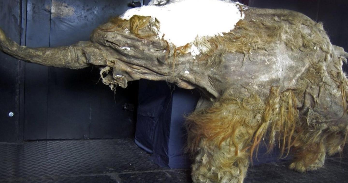 Επιστημονική ανακάλυψη που αλλάζει τα δεδομένα - Πώς το μαμούθ Yuka μας «ξαναμιλά» μετά από 39.000 χρόνια