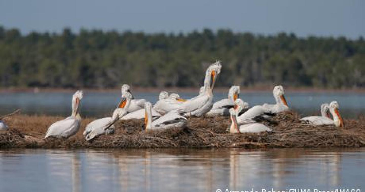 Διασυνοριακός ακτιβισμός στις Πρέσπες