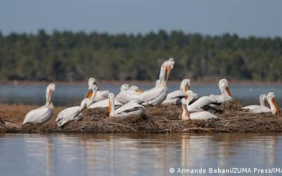 Πρέσπες: Ελληνική, Αλβανική και Βορειομακεδονική συνεργασία για την προστασία τους