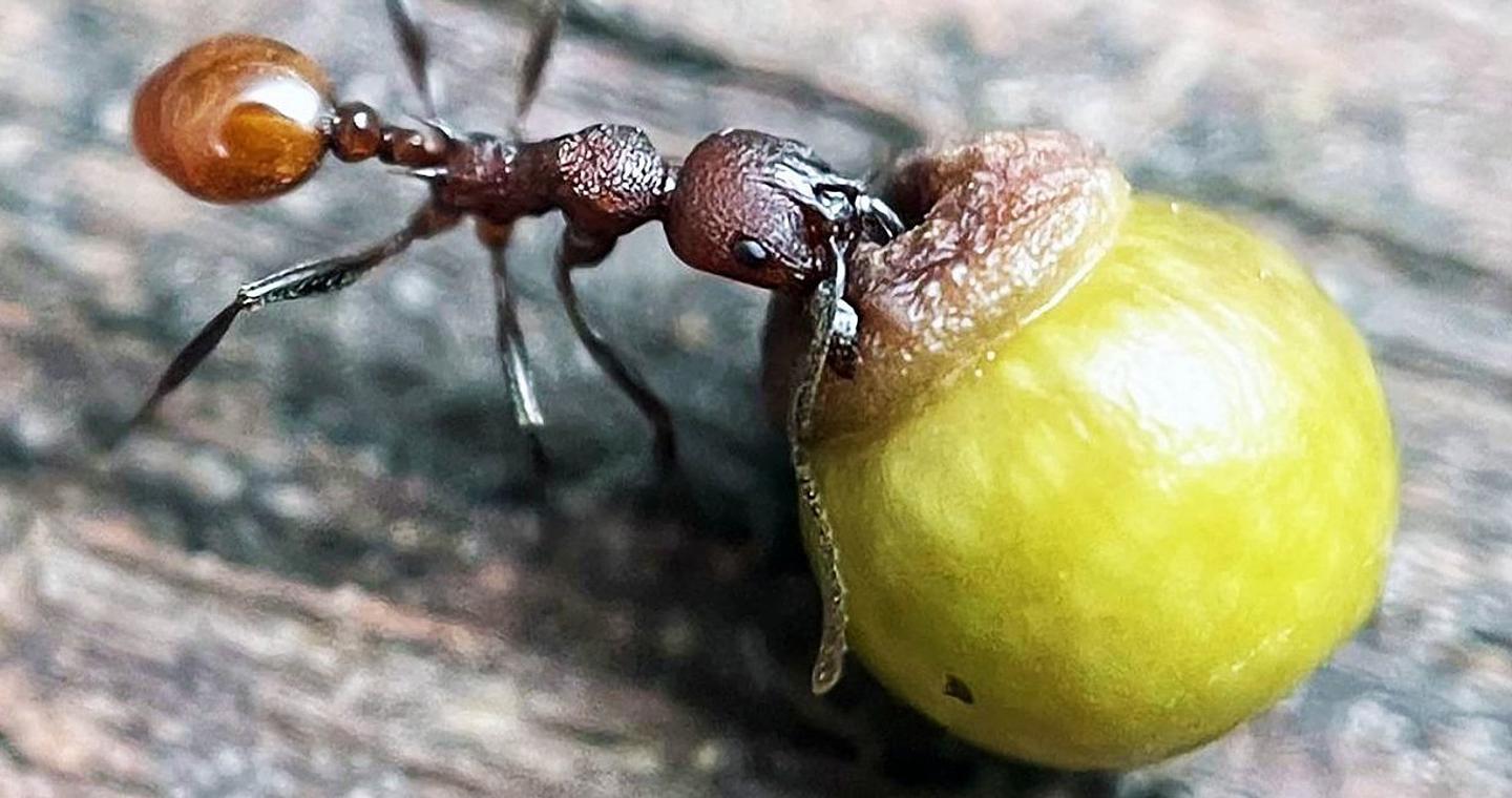 Η ανακάλυψη ενός 8χρονου αγοριού στον κήπο του άλλαξε κυριολεκτικά τη βιολογία για πάντα