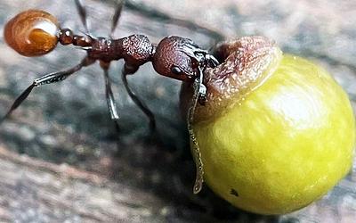 Μυρμήγκια και Σφήκες: Μια απλή ερώτηση ενός παιδιού άλλαξε τα πάντα!
