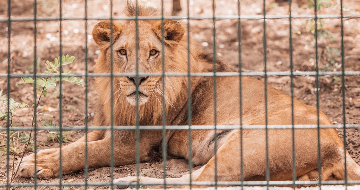 Νεκρός 19χρονος που μπήκε σε λάκκο με λιοντάρια σε ζωολογικό κήπο