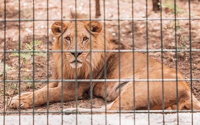 Βραζιλία: Τραγικό τέλος για 19χρονο που έπεσε σε λάκκο με λιοντάρια