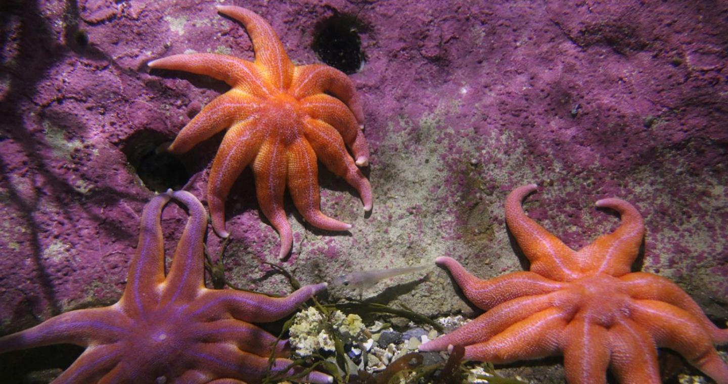 Οι επιστήμονες έλυσαν το μυστήριο που σκότωσε περισσότερα από 5 δισεκατομμύρια αστερίες