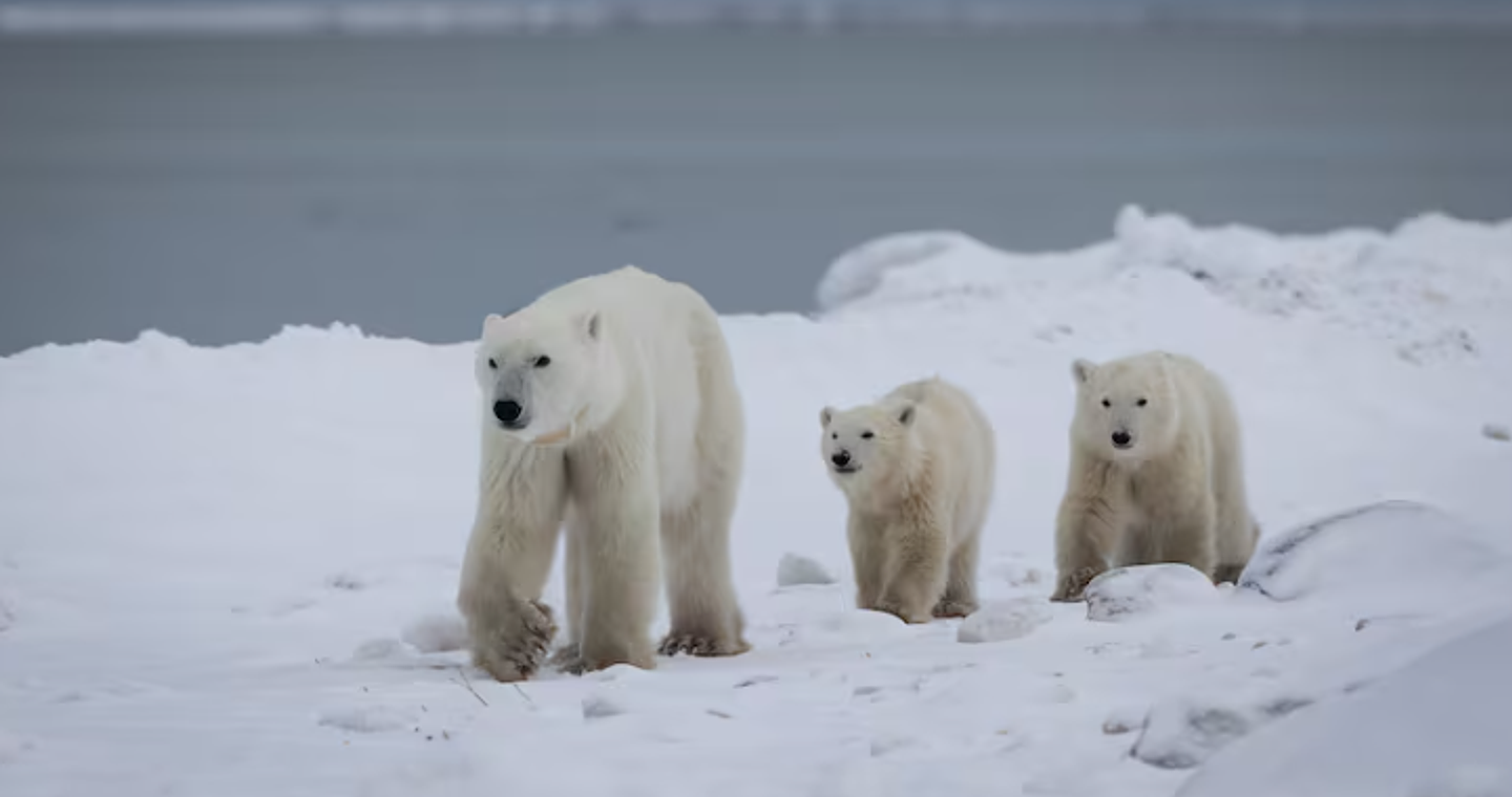 Πολική αρκούδα υιοθέτησε περιπλανώμενο μικρό – «Σπάνιο και εκπληκτικό»