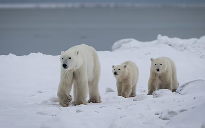 Σπάνιο φαινόμενο στον Καναδά: Πολική αρκούδα υιοθετεί μικρό!
