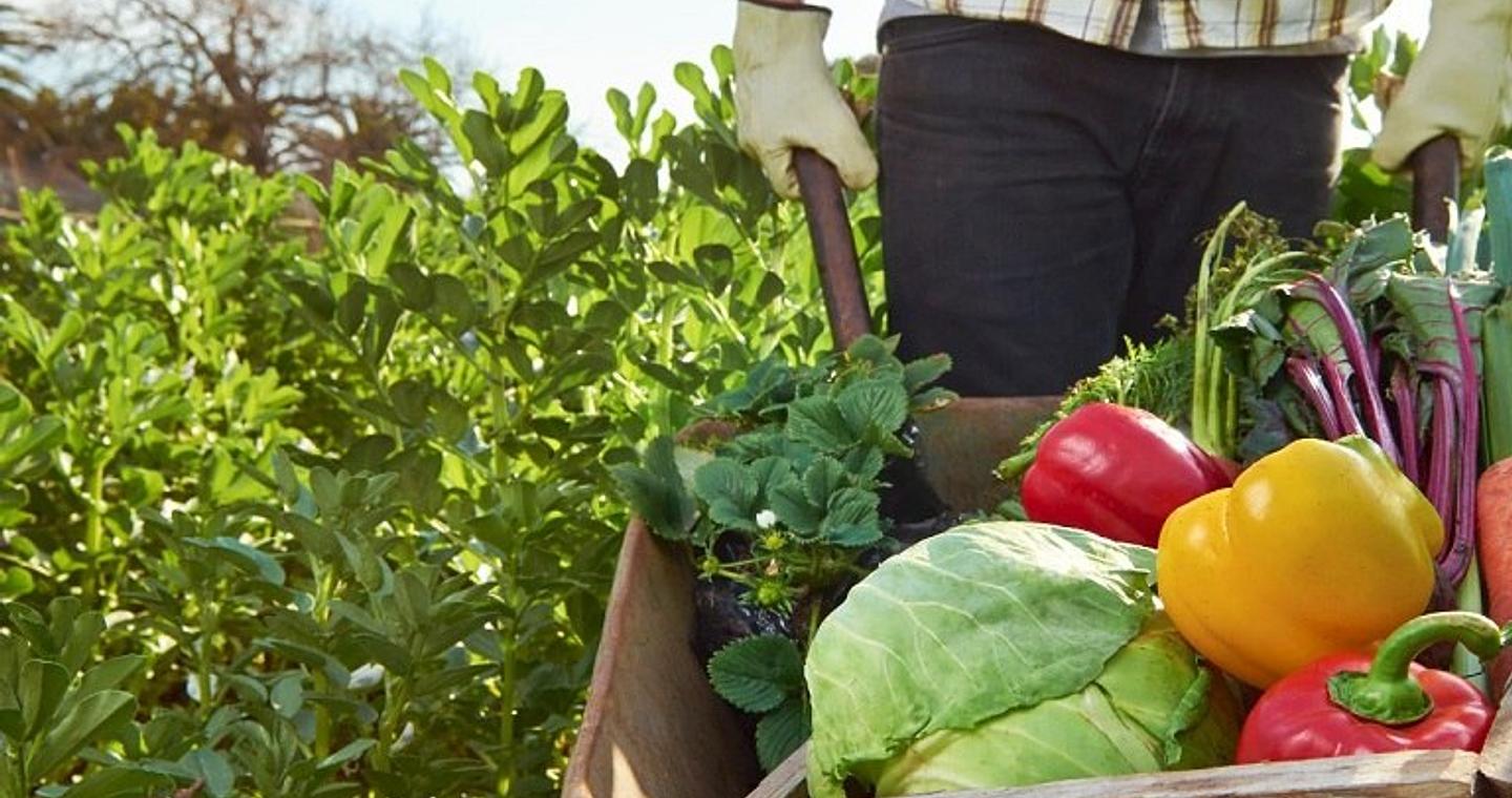 Πώς η κλιματική κατάρρευση θέτει σε κίνδυνο την παγκόσμια παραγωγή τροφίμων