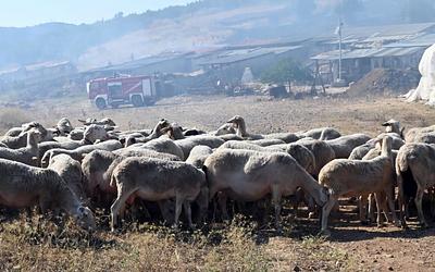 Ανάσα για τους κτηνοτρόφους: Αναστολή μέτρων λόγω ευλογιάς!