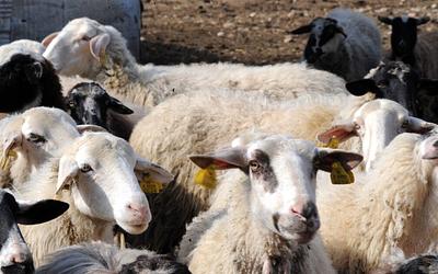 Έκτακτη ενίσχυση σε κτηνοτρόφους: Ποιοι και πόσα παίρνουν!