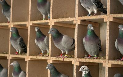 Τα περιστέρια "βλέπουν" το μαγνητικό πεδίο με τα αφτιά τους!