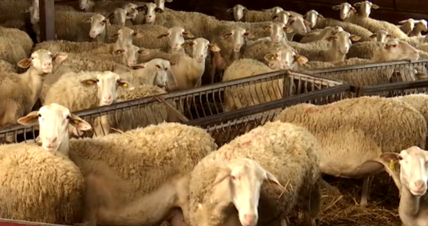 Σύλληψη τεσσάρων Βούλγαρων για παράνομη μεταφορά προβάτων