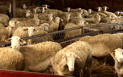 Δράμα: Συνελήφθησαν 4 Βούλγαροι για μεταφορά προβάτων – Τι βρέθηκε