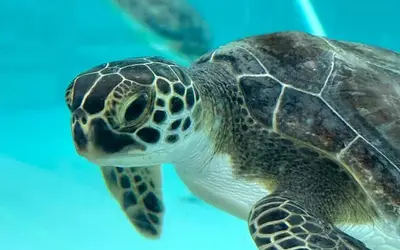 Ελπίδα το 2025: Θετικές ειδήσεις για επιστήμη, κλίμα και υγεία!