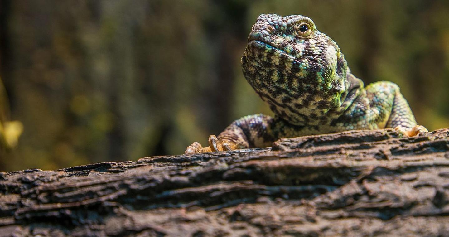 Η «σεξο-αποκάλυψη» των ερπετών: όταν η κλιματική αλλαγή αποφασίζει το φύλο και απειλεί πολλά είδη
