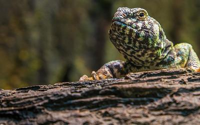 Θαλάσσιες χελώνες: Πώς η κλιματική αλλαγή απειλεί την αναπαραγωγή τους