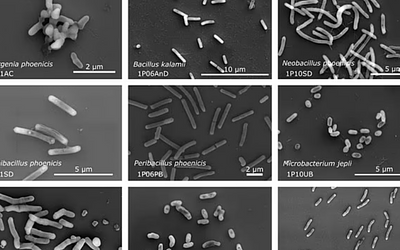 NASA: Ανακαλύφθηκαν νέα βακτήρια σε απροσδόκητο μέρος!
