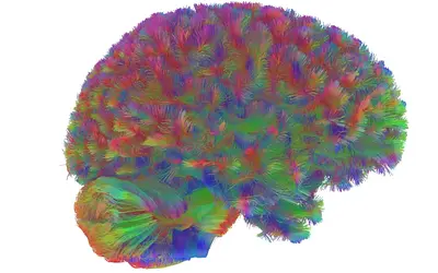 Εγκέφαλος: 10+1 Αποκαλύψεις που Άλλαξαν τα Δεδομένα το 2025!