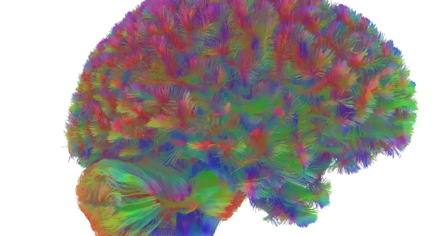 Τι μάθαμε για τον εγκέφαλο το 2025