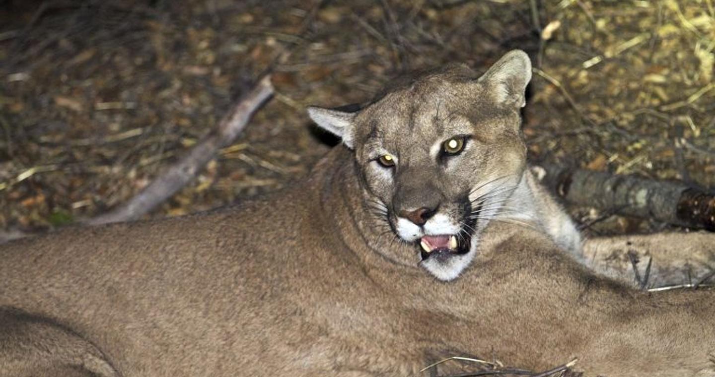 ΗΠΑ: Πούμα σκότωσε γυναίκα στο Κολοράντο – Πρώτο θανατηφόρο περιστατικό μετά από 25 χρόνια