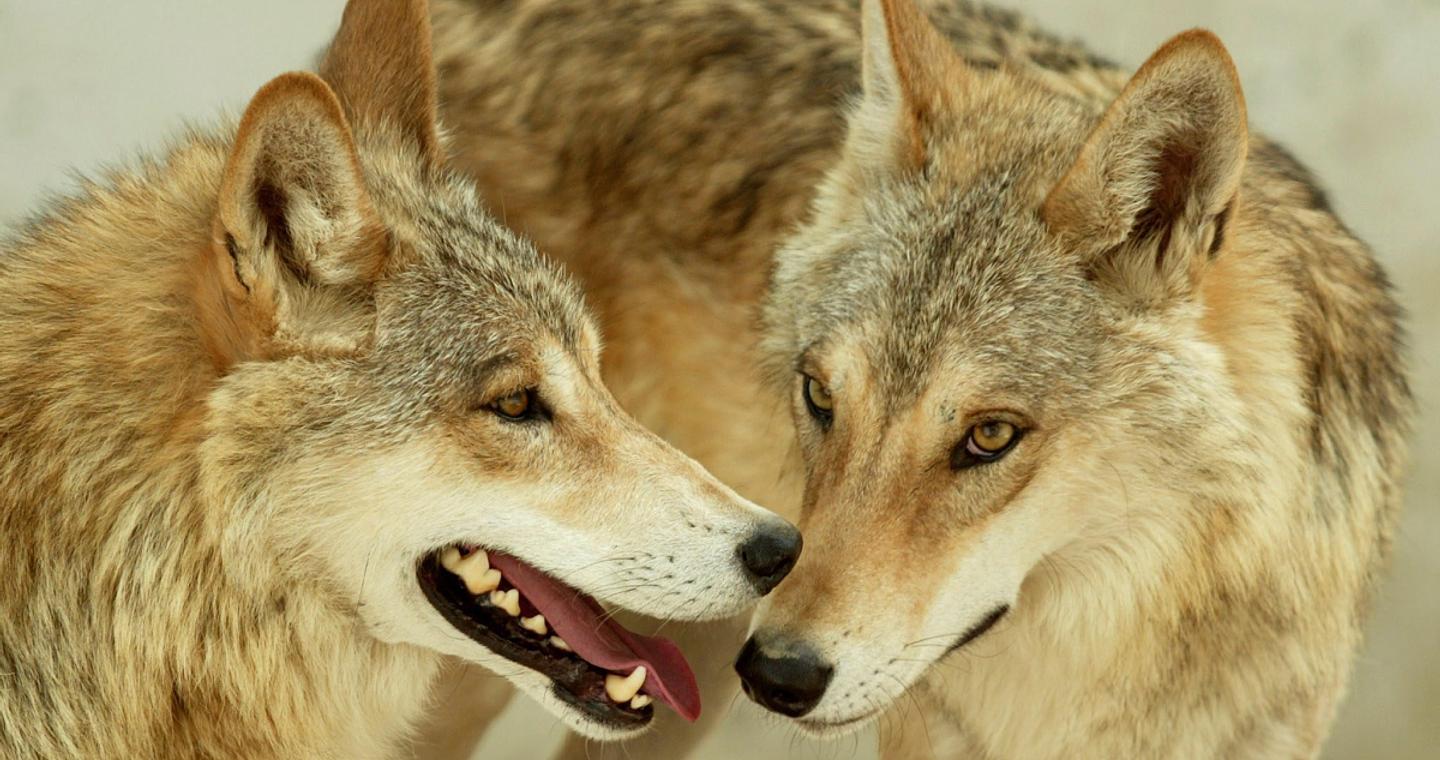 Πώς μας προστατεύει κρυφά ο μεγάλος, κακός λύκος;