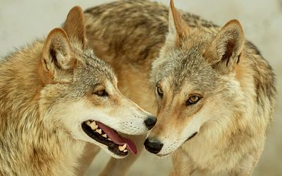 Λύκοι: Από «κακοί» των παραμυθιών σε προστάτες της ασφάλειας στους δρόμους;