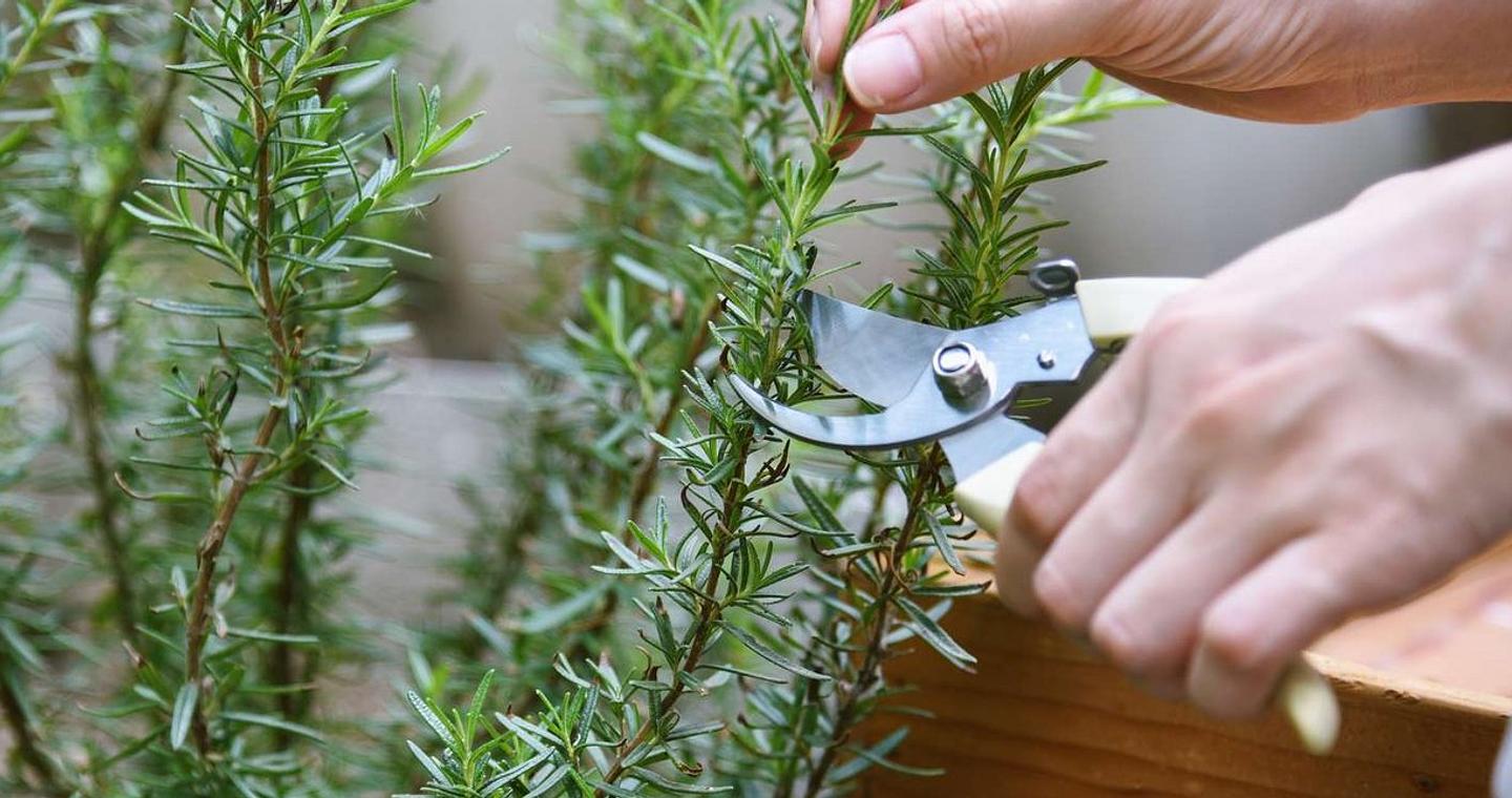 Το βότανο που συνδέεται με καλύτερη μνήμη και χαμηλότερο άγχος - Μια φυσική προστασία για τη νόσο του Αλτσχάιμερ