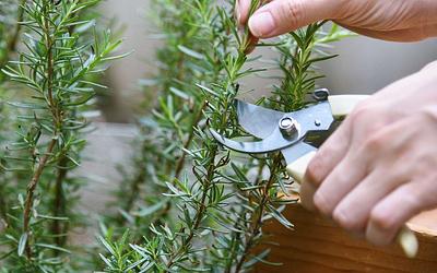 Το δεντρολίβανο: Μυστικά μνήμης και άμυνας απέναντι στο Αλτσχάιμερ!