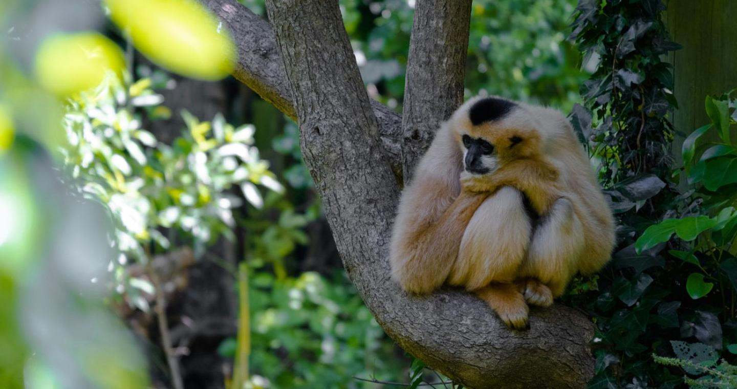 Από τις «ψυχεδελικές» αράχνες έως τα ευρωπαϊκά χέλια: 10 είδη που το 2026 βρίσκει στο χείλος της εξαφάνισης