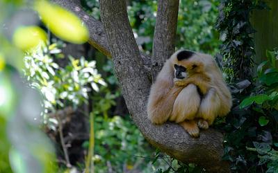 Κρίσιμη στιγμή για τη βιοποικιλότητα: Είδη στο χείλος της εξαφάνισης