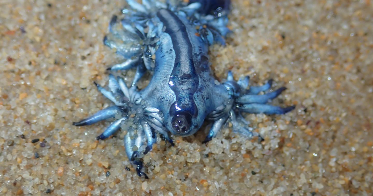 Glaucus Atlanticus: Συναγερμός για τον τοξικό γαλάζιο «δράκο» της Μεσογείου - Κλείνει παραλίες η Ισπανία