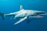 Μυστήριο με τους λευκούς καρχαρίες: Το DNA τους μπερδεύει τους επιστήμονες!