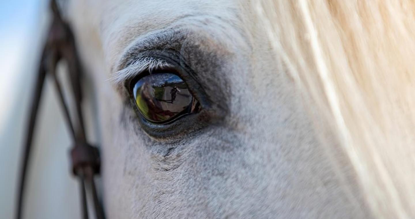 Ερευνητές ανακάλυψαν κάτι εκπληκτικό για τα άλογα που δεν γνωρίζαμε μέχρι σήμερα