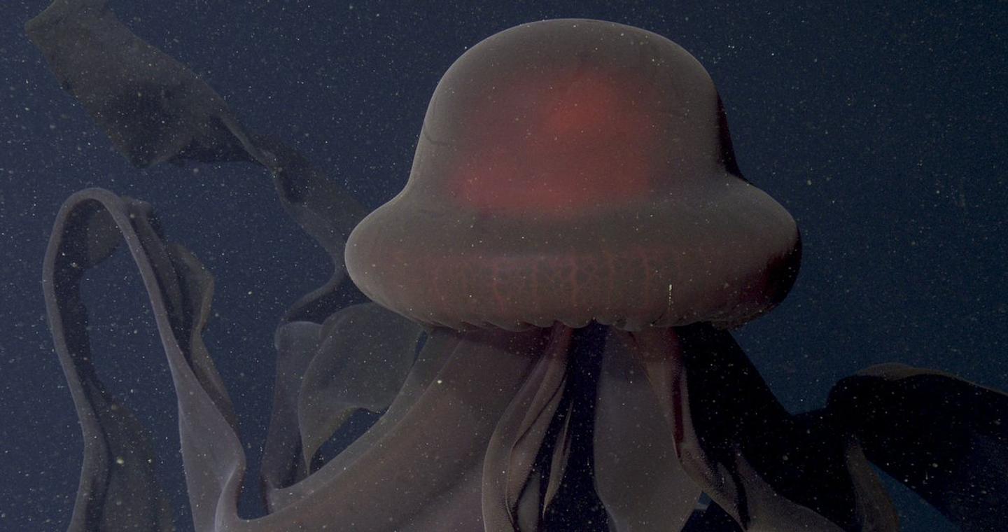 Επιστήμονες κατέγραψαν ένα γιγάντιο πλάσμα στον ωκεανό, με άκρα που ξεπερνούν τα 10 μέτρα -Νέα ερωτήματα για τη θαλάσσια ζωή