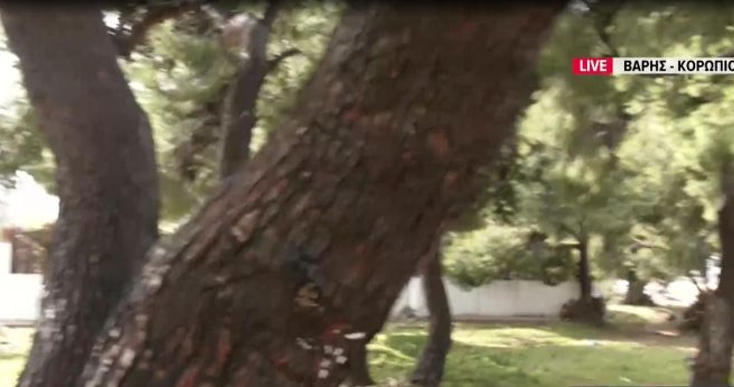 Γυναίκα παρασύρθηκε με το αυτοκίνητό της και έμεινε για τρεις ώρες σε ένα δέντρο – Συγκλονίζει η μαρτυρία του συζύγου της στο ΕΡΤnews