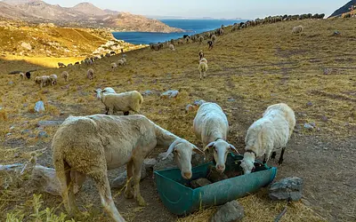 Ευλογιά αιγοπροβάτων: Η ΕΕ πιέζει για εμβολιασμούς, την ώρα που η κυβέρνηση κωφεύει