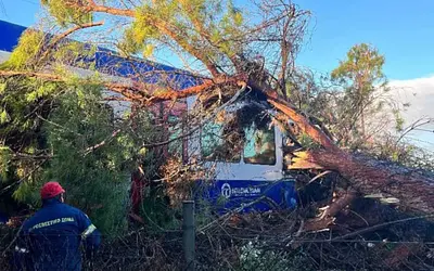 Τραυματισμός μηχανοδηγού στην Ηλεία: Δέντρο έπεσε σε τρένο!