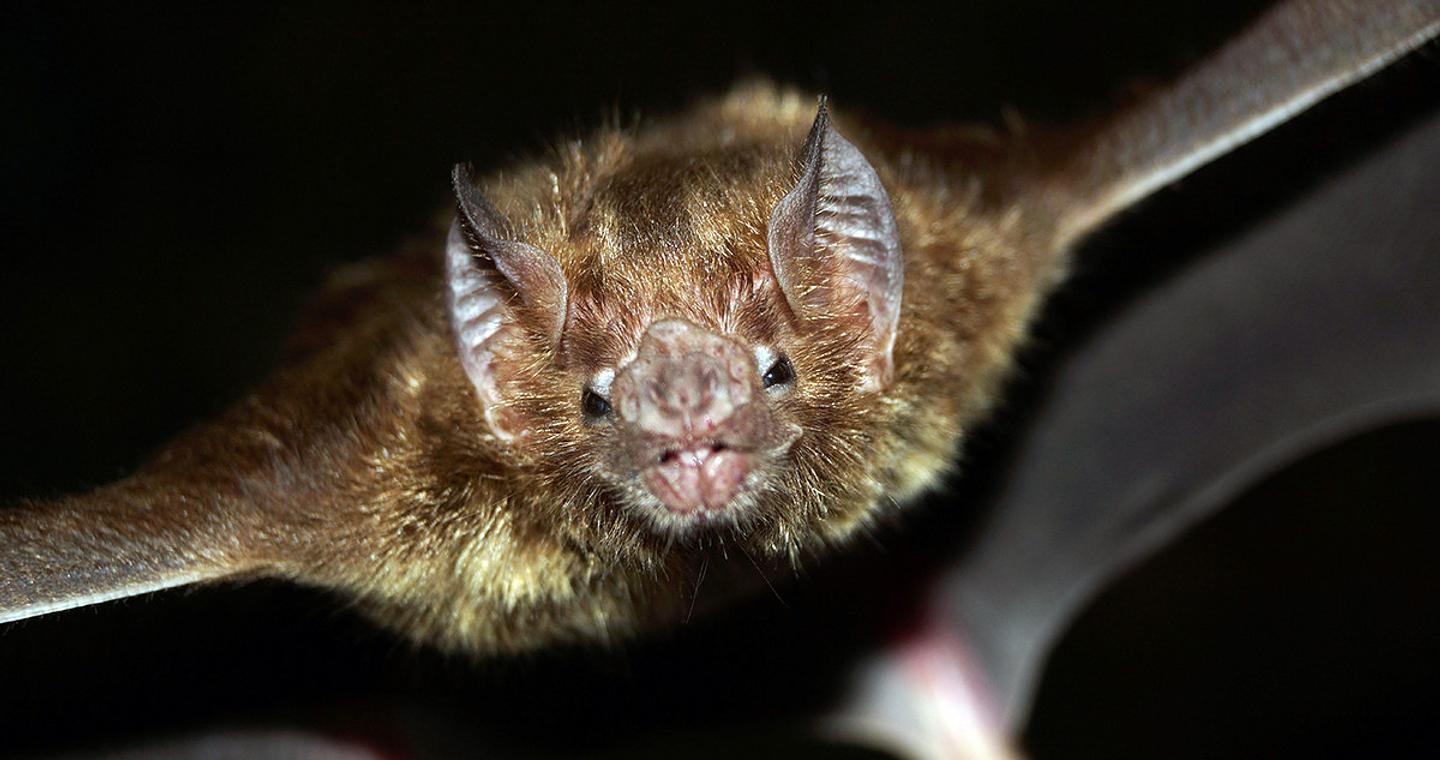 Συναγερμός στην Ινδία για θανατηφόρο ιό από νυχτερίδες – Φόβοι για νέα υγειονομική κρίση