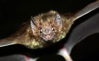 Ιός Nipah: Συναγερμός στην Ινδία – Τι πρέπει να γνωρίζουμε