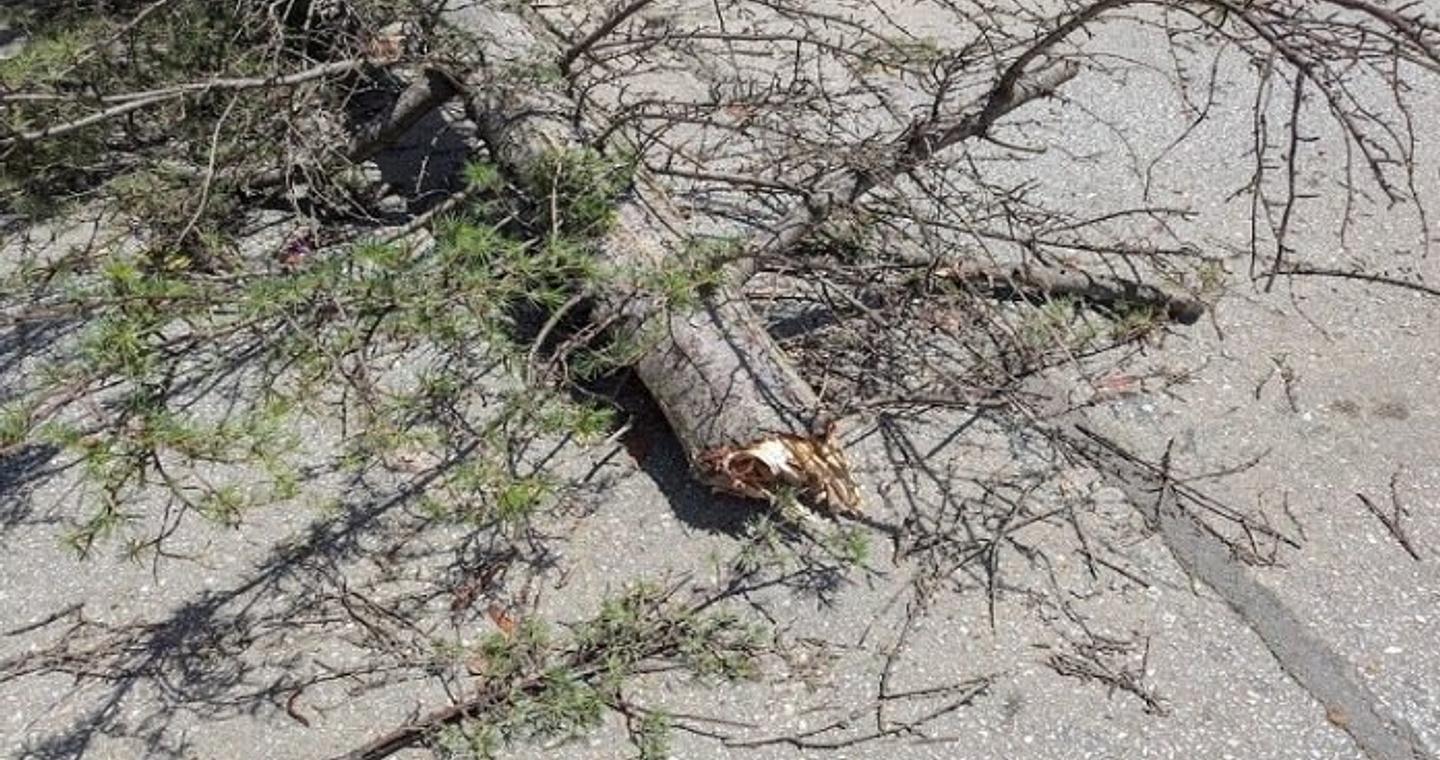 Χολαργός: Πτώση δέντρου λόγων των ανέμων στη Μεσογείων – Ζημιές σε σταθμευμένο αυτοκίνητο