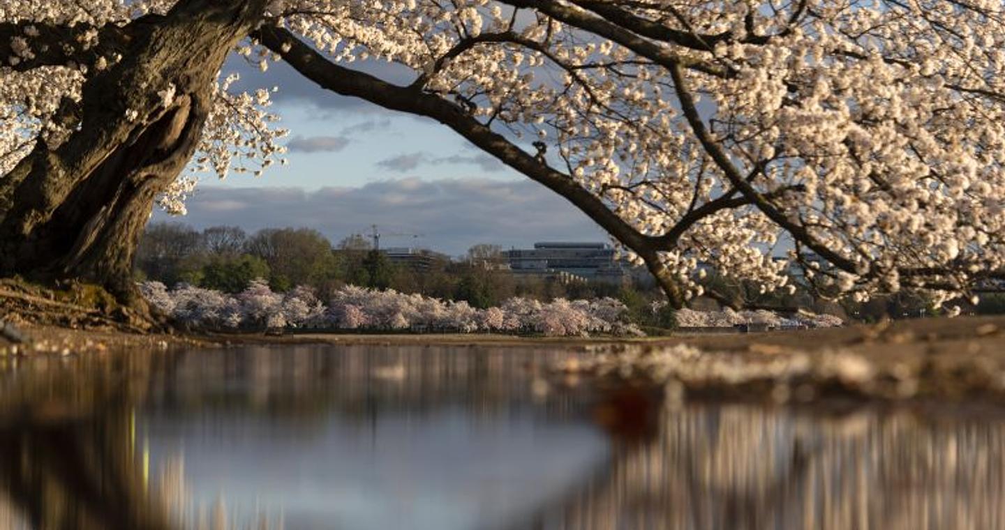 Το φεστιβάλ των ανθισμένων κερασιών στο Φούτζι της Ιαπωνίας ακυρώθηκε λόγω «κρίσης» που προκάλεσαν απείθαρχοι τουρίστες