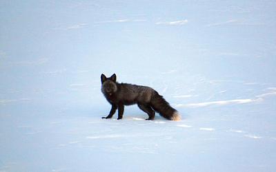 Αποκαλύπτεται το «φάντασμα» των βουνών: Μια ιστορική νίκη για την κόκκινη αλεπού