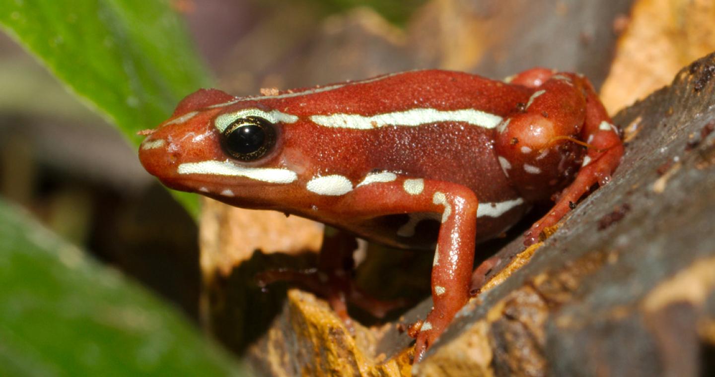 Η σπάνια τοξίνη του δηλητηριώδους βατράχου που φέρεται να σκότωσε τον Ναβάλνι