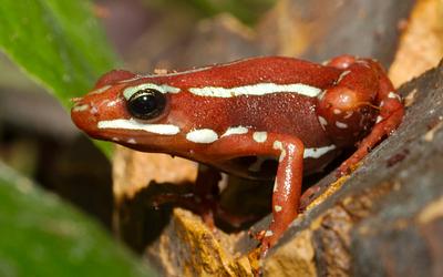 Αποκαλύπτεται το φονικό όπλο κατά του Ναβάλνι: Η σπάνια τοξίνη από το Εκουαδόρ