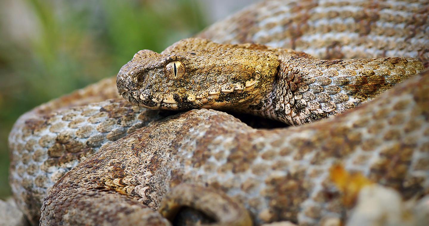 Τα φίδια εξελίσσονται σε κανίβαλους – Τι πιστεύουν οι επιστήμονες ότι συμβαίνει