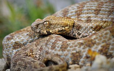 Αποκαλύπτεται το μυστικό των φιδιών: Ο κανιβαλισμός ως κλειδί για την επιβίωση