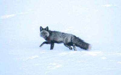 Ιστορική στιγμή στην Καλιφόρνια: Η σπανιότερη αλεπού του κόσμου αποκτά κολάρο GPS
