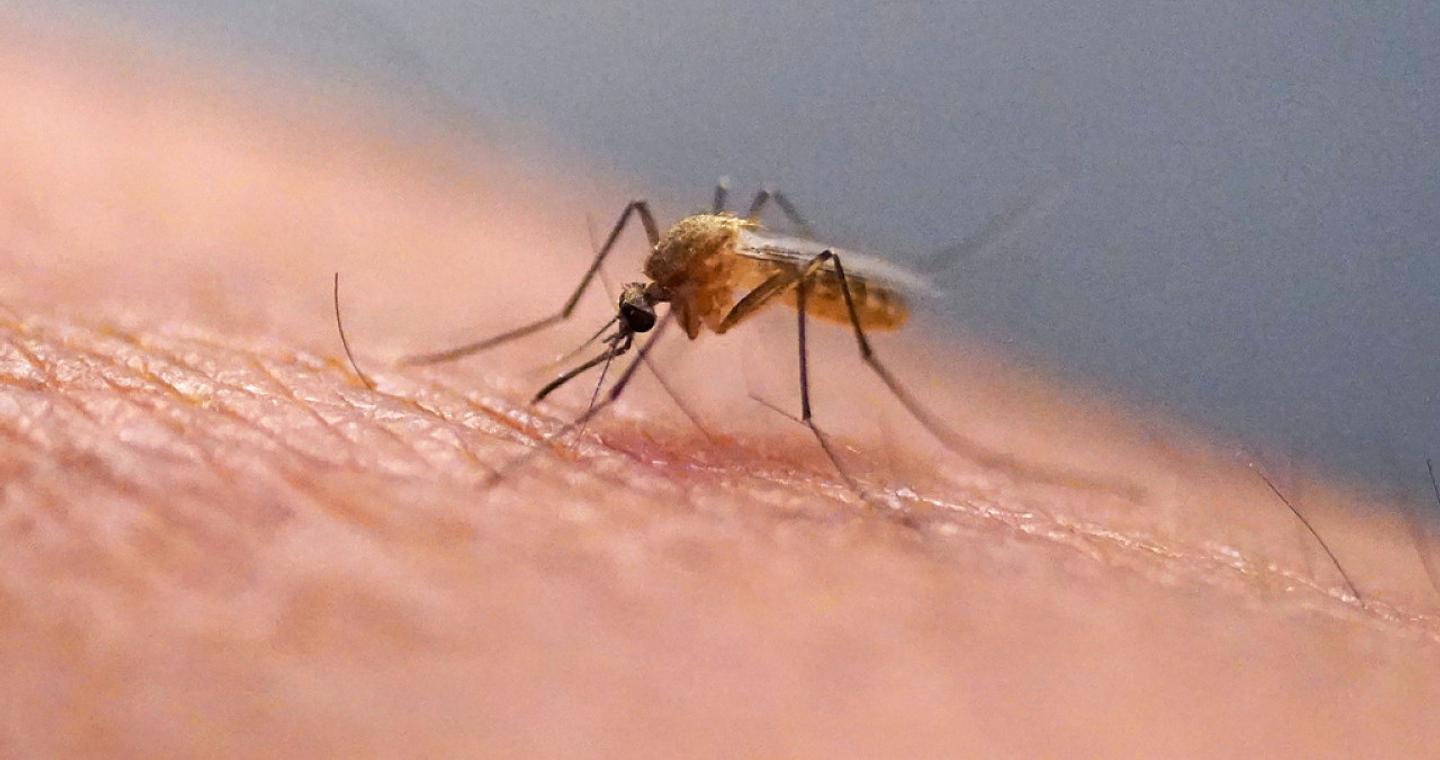 Συναγερμός και στην Ελλάδα για τον ιό τσικουνγκούνια - Τι προβλέπει νέα μελέτη