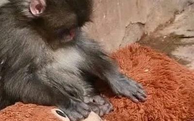 Η αγκαλιά που συγκίνησε το διαδίκτυο: Ο Punch και το λούτρινο παιχνίδι